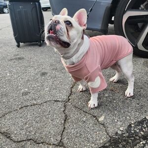 Stylish Pink Dog Sweater